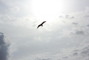 Воздух на Кубани ухудшился до состояния вредного из-за пришедшей из Сахары пыльной бури