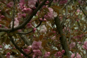 Зацвел Черешневый сад в Сочи