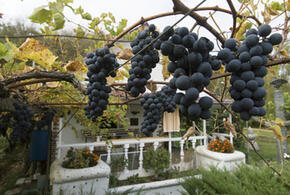 Бывшие владельцы «Кубань-Вино» не согласны с  национализацией и обратились  в суд