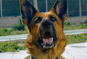 Трагедия обрастает жуткими подробностями