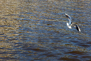 Объем воды планируют увеличить до 2,2 млрд кубометров