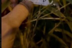 «Это минимум лям!»: Андрея Григорьева-Аполлонова поразила стоимость саженцев бамбука на улице в Сочи