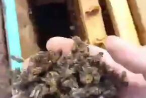 пасечники из хутора под Новороссийском забили тревогу