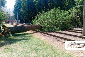 Из-за поваленного ветром дерева в Краснодаре остановилось движение трамваев