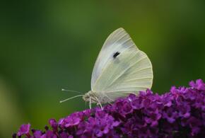 Какая погода будет на Кубани 8 мая, рассказали синоптики