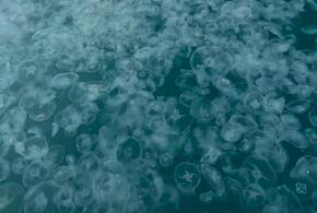 Туристы в Анапе сообщили о скоплении морских существ у берега