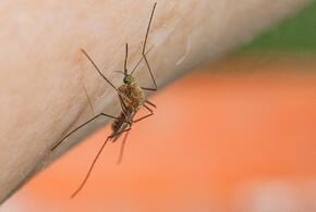 Комары убили больше людей, чем все войны на Земле