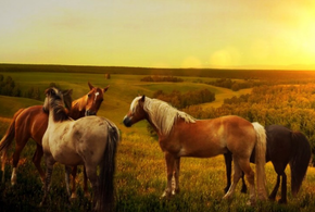 Преступников ищут уже несколько дней