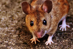 Жители снимают грызунов на видео 