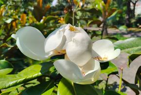 На 1,5 месяца раньше зацвело самое древнее цветковое растение в Сочи