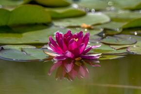 Нельзя срывать: цветы, которые моментально вянут, оказавшись в руках человека, распустились в Новороссийске