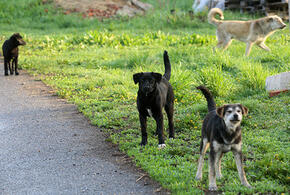 Очень медленно: приют для бездомных животных в Краснодаре строится с отставанием от сроков
