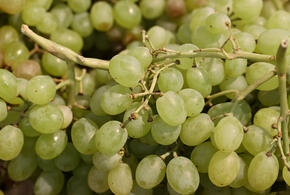 Опасного калифорнийского трипса обнаружили в египетском винограде, прибывшем на Кубань