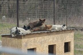 Приют для животных, в котором содержали лис, сгорел дотла в Анапе