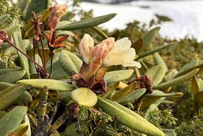 Рододендрон кавказский расцвел в Сочи