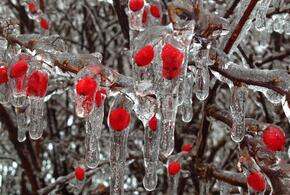 Рост цен на фрукты и ягоды власти Кубани назвали спекуляцией