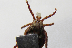 По сравнению с прошлым годом кровососущих паразитов в крае больше в 1,7 раза