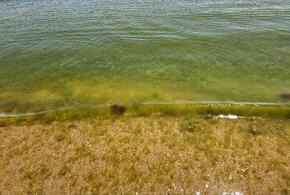 Сезон еще не начался, а в Анапе уже зацвело море