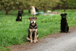 Стая бродячих собак напала на женщину во дворе дома в Сочи