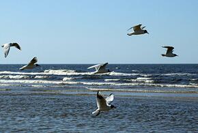 Тепло, но ветрено: какая погода будет на Кубани 27 мая