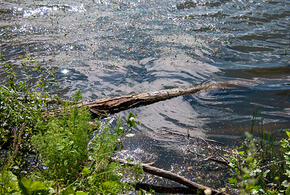 Труп мужчины обнаружили в реке Апшеронска на Кубани