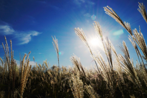 Погода на Кубани 25 мая