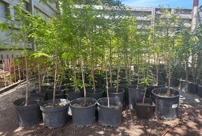 В Анапе появится новая Кипарисовая роща