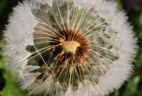 Заморозки придут на Кубань 5 и 6 мая