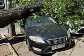 В Краснодаре дерево рухнуло на четыре автомобиля