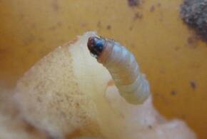 В Новороссийске задержали 165 тонн картофеля с гусеницами