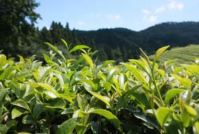 В Сочи появятся плантации чая