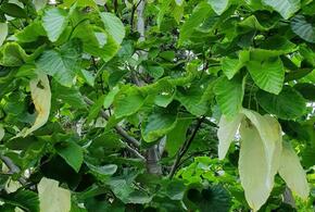 В Сочи расцвело древнее дерево, существовавшее на земле задолго до появления человека