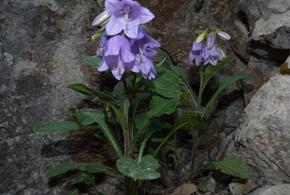 В Сочи существованию редчайшего растения угрожает строительство железной дороги для туристического паровозика