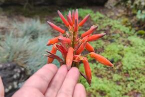 В Сочи зацвел коралловый алоэ