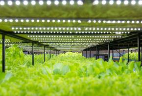 Новое направление называется аквапоника