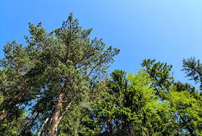 Банда «черных лесорубов» нанесших ущерб почти в четверть миллиарда рублей, предстанет перед судом на Кубани