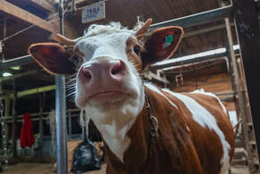 До 90 процентов затрат на себя берёт государство: как на Кубани помогают развиваться фермерам