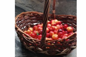 В день можно съедать не более 300 граммов