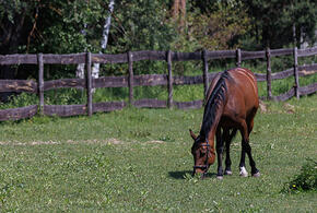 На Кубани, снявшего шокирующее видео казака, исключат из казачьего общества
