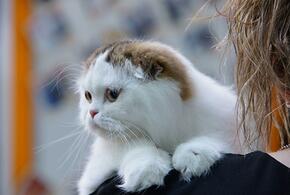 О пользе мемов с котиками и капибарами для психики рассказал кандидат психологических наук