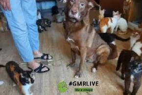 «Отравляющая вонь»: в Краснодаре соседка кошатницы, содержащей в однушке около 50 животных, рассказала подробности этой истории