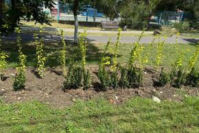 С центрального проспекта Анапы за ночь исчезли более 40 недавно высаженных декоративных кустарников