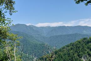Спасатели в лесах Сочи вторые сутки ищут пропавшего туриста