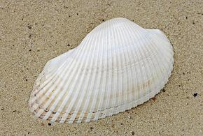 В Азовском море стало много деликатесных моллюсков, их запас уже достиг промыслового уровня