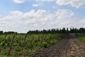 В Северском районе Кубани возрождается виноградарство