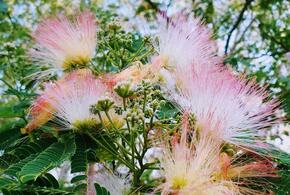 В Сочи дерево, которое умеет спать, покрылось розовыми пушистыми цветами