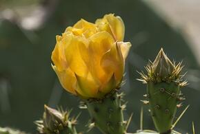 В Сочи на кактусах появились большие желтые цветы