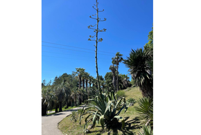 В Сочи началось цветение экзотического растения, после  которого оно погибнет