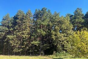 В Сочи показали цветы, находящиеся под угрозой уничтожения