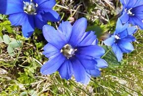 В Сочи редкие высокогорные цветы распустились на популярных туристских маршрутах